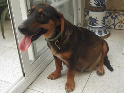 PERRA X TECKEL ABANDONADA PREÑADA. JEREZ (CADIZ)