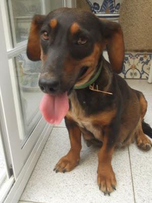 PERRA X TECKEL ABANDONADA PREÑADA. JEREZ (CADIZ)