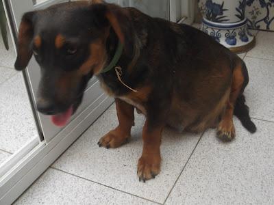 PERRA X TECKEL ABANDONADA PREÑADA. JEREZ (CADIZ)