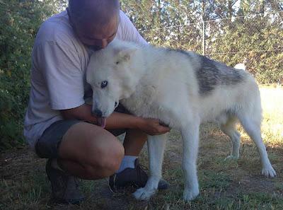 NIEBLA ,precioso HUSKY SIBERIANO, UNA BELLEZA que necesita un hogar. (APADAC ADOPCIONES)