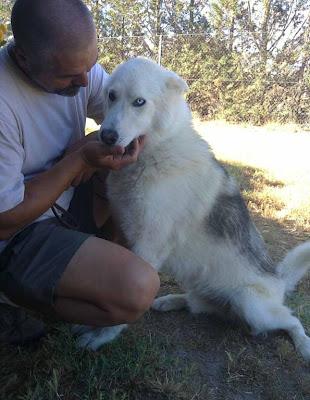 NIEBLA ,precioso HUSKY SIBERIANO, UNA BELLEZA que necesita un hogar. (APADAC ADOPCIONES)