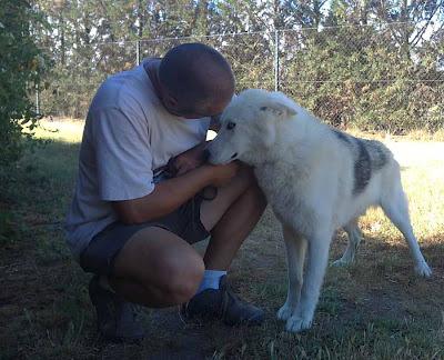 NIEBLA ,precioso HUSKY SIBERIANO, UNA BELLEZA que necesita un hogar. (APADAC ADOPCIONES)