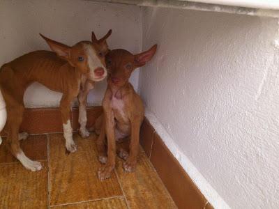 ASCO, ODIO, REPULSA, INDIGNACIÓN,.. podenquitos dentro de una bolsa y tirados a la basura.