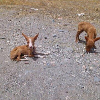 Foto: ASCO, ODIO, REPUSLA, INDIGNACION,.. todo lo que se diga es poco para lo que  sintió nuestra compañera Raquel  y para lo que ahora sentimos todos. Junto al contenedor de una bolsa de comida de perro que  parecía que contenía basura, provenían uno quejidos , algún desalmado había tirado dentro del mismo varios cachorros de podenco, desde fuera se podían observar varios cadáveres así como todavía alguno luchaba por seguir adelante. De 5 cachorros ,tres se encontraban muertos , uno intentaba luchar por sobrevivir  apenas respiraba, nuestra compañera tuvo que meter el hocico en su boca y soplar consiguiendo que recuperara la consciencia. Se han conseguido salvar a dos cachorros , un macho que ha sido adoptado por una persona que se encontraba en el lugar y nuestra  “ IBIS “   , en estos momentos se encuentra ingresada ya que se presenta un estado de deshidratación severo.  Sabemos que saldrá adelante y que encontrara un hogar que le de todo el cariño que se merece. Si quieres ayudar a cubrir gastos veterinarios, o adoptar contacta con lahuellaroja.almeria@gmail.com