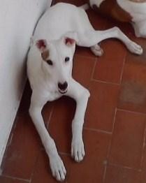 MUY URGENTE!! GALGUITA MEDIO CIEGA ABANDONADA POR NO PODER CAZAR, TAN SOLO TIENE CUATRO MESES. (CÓRDOBA)