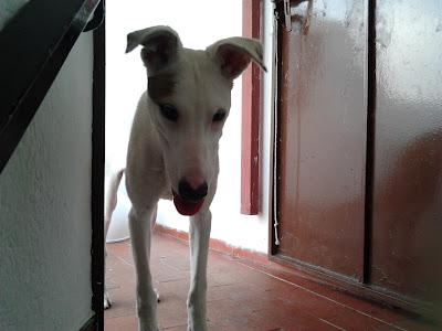 MUY URGENTE!! GALGUITA MEDIO CIEGA ABANDONADA POR NO PODER CAZAR, TAN SOLO TIENE CUATRO MESES. (CÓRDOBA)