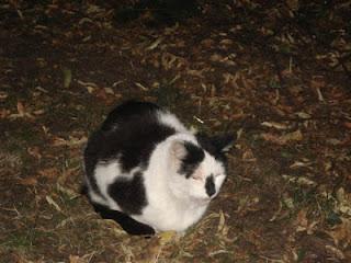 Bar Woodstock - Weeze (Holanda) - Julio 2011