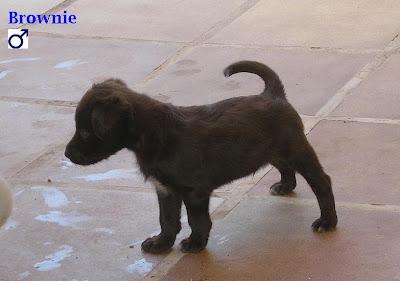 ¡Ayuda para los cachorros del contenedor de Olías! ES MUY URGENTE!! O ACABARAN EN LA PERRERA.