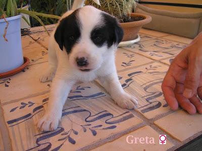 ¡Ayuda para los cachorros del contenedor de Olías! ES MUY URGENTE!! O ACABARAN EN LA PERRERA.