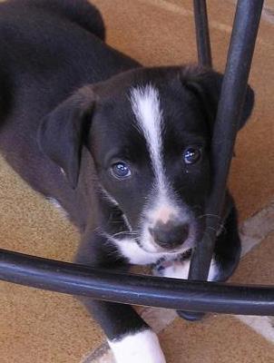 ¡Ayuda para los cachorros del contenedor de Olías! ES MUY URGENTE!! O ACABARAN EN LA PERRERA.