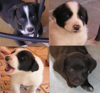 ¡Ayuda para los cachorros del contenedor de Olías! ES MUY URGENTE!! O ACABARAN EN LA PERRERA.