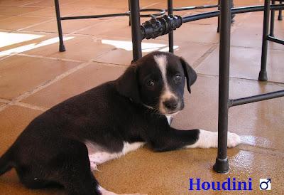 ¡Ayuda para los cachorros del contenedor de Olías! ES MUY URGENTE!! O ACABARAN EN LA PERRERA.