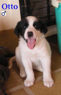 ¡Ayuda para los cachorros del contenedor de Olías! ES MUY URGENTE!! O ACABARAN EN LA PERRERA.