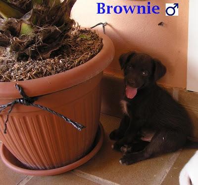 ¡Ayuda para los cachorros del contenedor de Olías! ES MUY URGENTE!! O ACABARAN EN LA PERRERA.