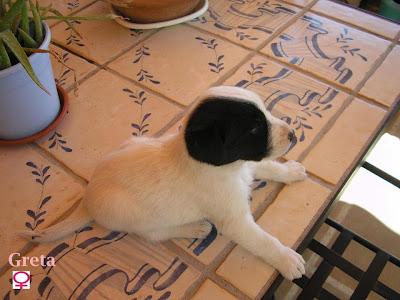 ¡Ayuda para los cachorros del contenedor de Olías! ES MUY URGENTE!! O ACABARAN EN LA PERRERA.