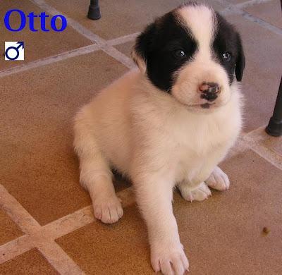 ¡Ayuda para los cachorros del contenedor de Olías! ES MUY URGENTE!! O ACABARAN EN LA PERRERA.