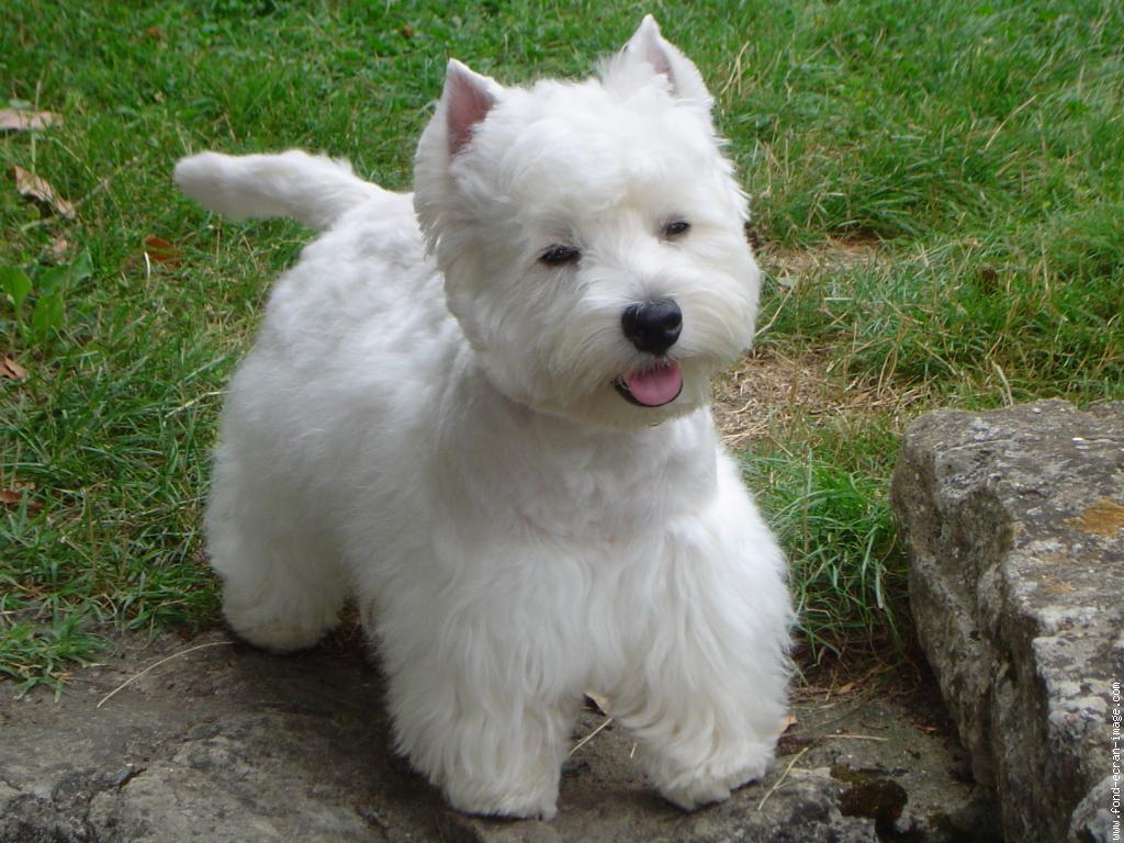 Perros West Highland White Terrier