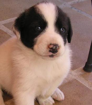 Estas bellezas fueron arrojadas al contenedor, sobrevivieron de milagro, pero tras tantas peripecias su futuro es muy,muy incierto...