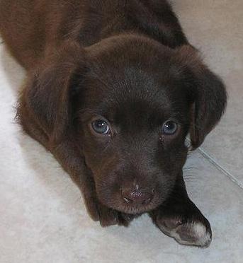 Estas bellezas fueron arrojadas al contenedor, sobrevivieron de milagro, pero tras tantas peripecias su futuro es muy,muy incierto...