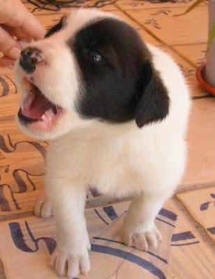 Estas bellezas fueron arrojadas al contenedor, sobrevivieron de milagro, pero tras tantas peripecias su futuro es muy,muy incierto...