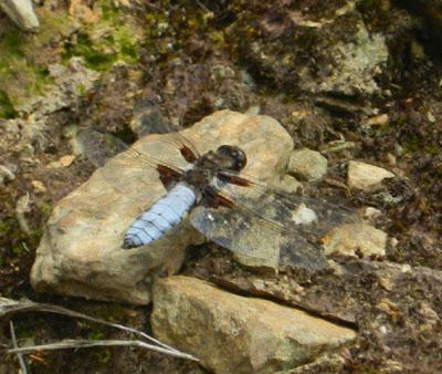 La libélula aplanada