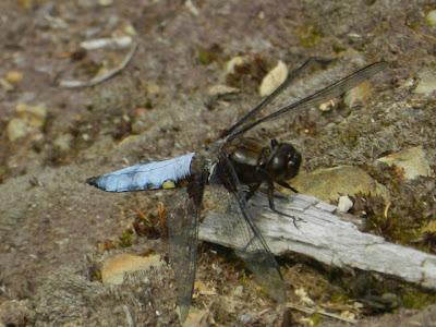 La libélula aplanada