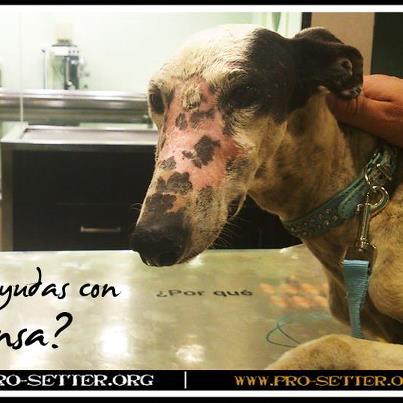 Foto: ::: NUEVO RESCATE PRO-SETTER :::  :: CUANTO DESGRACIADO HAY POR EL MUNDO :: ... ¿LA CAZA LE HA HECHO ESTO? ...  Esta preciosa Galga fue rescatada ayer tarde en un polígono industrial de Murcia. Nos dio el aviso un amigo nuestro de una galga en mal estado abandonada y tras ganarse su confianza dandole de comer y de beber, pudimos cogerla entre todos.  La hemos llevado al veterinario y tiene la cara completamente quemada, no sabemos con que la pudieron quemar los salvajes que le hicieron eso, pero la hemos empezado a tratar. No le volverá a crecer el pelo en la carita, eso seguro.  Tiene una tristeza inmensa en su interior. Confia a medias en nosotros (mas que lógico y normal) y se asusta con todo. Pero lo que mas nos llama la atención es eso, su tristeza, su melancolía. Da una penita increíble.  Esta muy muy delgada y por suerte se come todo lo que le ponemos ¡es algo genial! pero debe comer un buen pienso para recuperar todas las carencias y la extrema delgadez que tiene.  Estaba sucia no, lo siguiente. Ya la hemos bañado a conciencia tras volver del veterinario, pero tiene una suciedad tan incrustada que tardaremos varios lavados en quitarsela. Pero creemos que el bañarla relajadamente y con cariño le ha sentado muy bien, porque le ha cambiado un poco la cara.  NECESITAMOS PADRINOS URGENTES PARA ELLA ¿NOS AYUDAS? SANSA NOS NECESITA A TODOS :_(  APADRINA: http://www.pro-setter.org/index.php/es/colabora/apadrina.html  DONACIONES: http://www.pro-setter.org/index.php/es/colabora/donaciones.html  CONTACTO: colabora@pro-setter.org  ¡¡MAXIMA DIFUSION!!