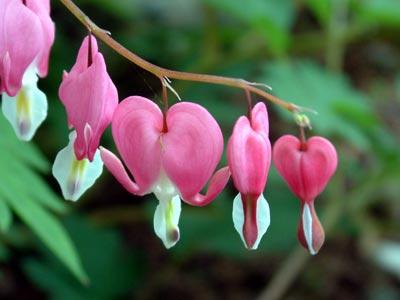 Dicentra