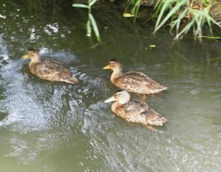 Pequeños patitos
