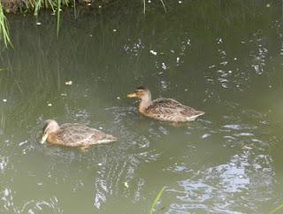 Pequeños patitos