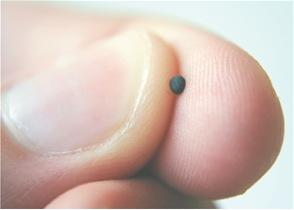 El reino, la mostaza y el gomero