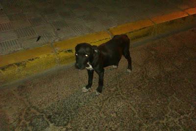 AYUDA!! CACHORRITO ABANDONADO. ACOGIDA O ADOPCIÓN.