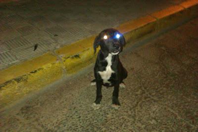 AYUDA!! CACHORRITO ABANDONADO. ACOGIDA O ADOPCIÓN.