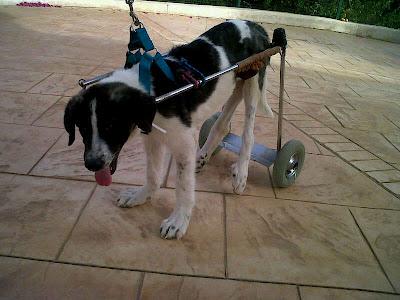 AYUDA!! Cachorro de mastín paralítico, con carrito. NECESITAMOS URGENTEMENTE CASA DE ACOGIDA.