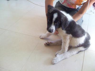 AYUDA!! Cachorro de mastín paralítico, con carrito. NECESITAMOS URGENTEMENTE CASA DE ACOGIDA.