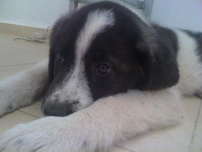 AYUDA!! Cachorro de mastín paralítico, con carrito. NECESITAMOS URGENTEMENTE CASA DE ACOGIDA.