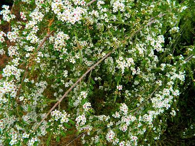 En este jardín de invierno, también hay flores en verano.