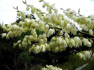 En este jardín de invierno, también hay flores en verano.