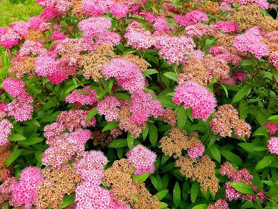 En este jardín de invierno, también hay flores en verano.