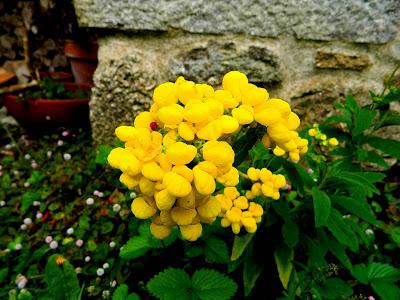 En este jardín de invierno, también hay flores en verano.