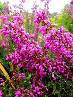 En este jardín de invierno, también hay flores en verano.