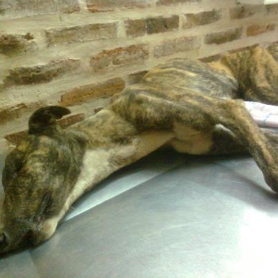 Foto: Este pobre chiquito tiene aprox 7 meses, fue encontrado en terribles condiciones, muy probablemente producto de las tantas drogas que administran a estos pobres animales para que rindan màs. Ya fue asistido por un veterinario pero su pronostico es reservado, mañana vamos a tener los análisis de sangre para poder saber que le pasò a este pobre animal.  Toda la fuerza para este chiquito para que se pueda recuperar pronto.