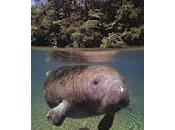 Lista fauna Venezolana peligro crítico extinción