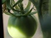 Tomates balcón