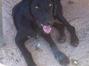 URGENTE!!! Black necesita hogar (Murcia)‏