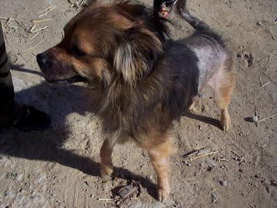 ¡¡LO MATAN EL DÍA 5 POR TENER SARNA!!