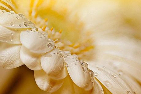 Macro-fotografía