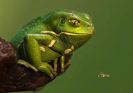 Macro-fotografía