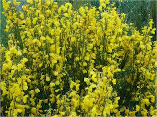 El verano en el corazón y en el comercio