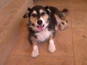 PERRO PERDIDO MURCIA Zona Crtr Catalina Murcia cerca Patiño Aljucer)‏